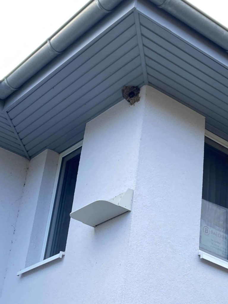 Schwalbennest mit Kotbrett